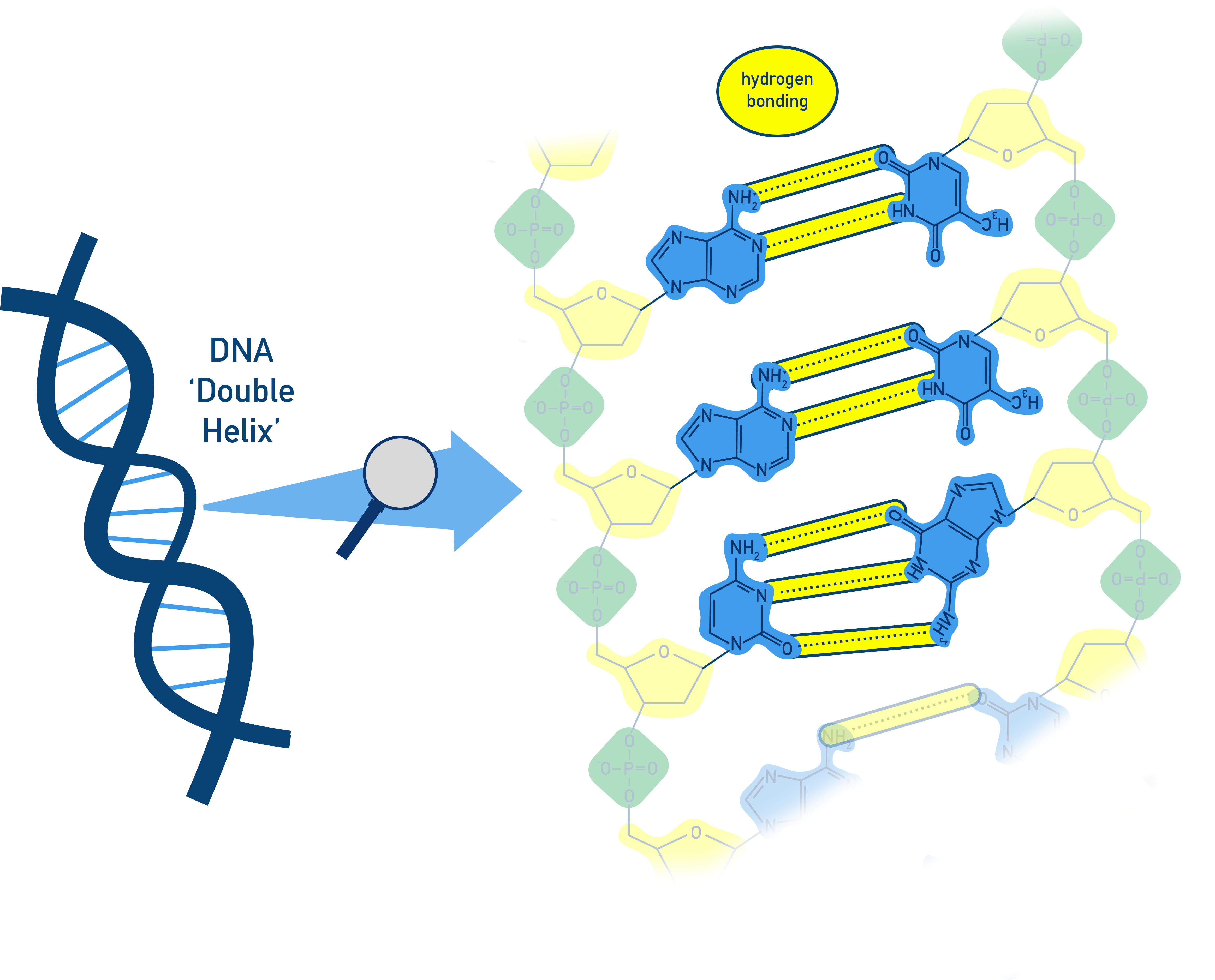 DNA double helix with hydrogen bonding between complementary bases
