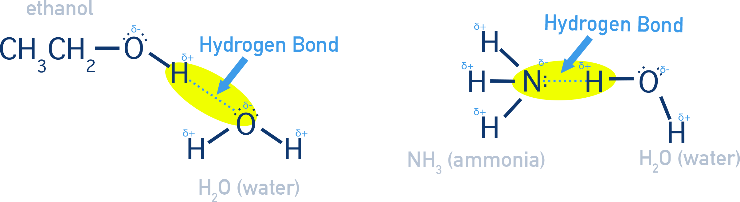 AP Chemistry examples of hydrogen bonding: ethanol or ammonia molecules hydrogen bonding with water molecules.
