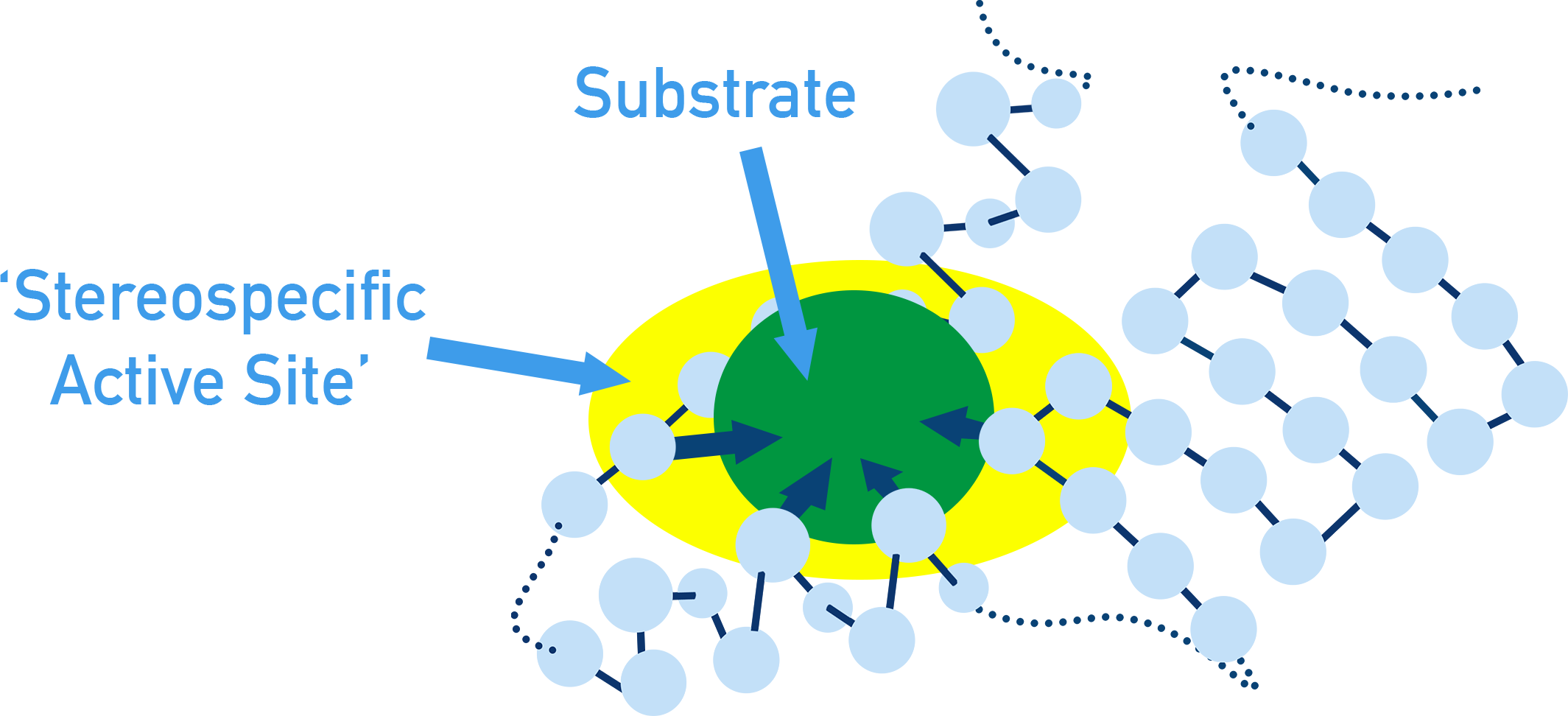 AP Chemistry enzyme catalysis diagram showing stereospecific active site and substrate binding