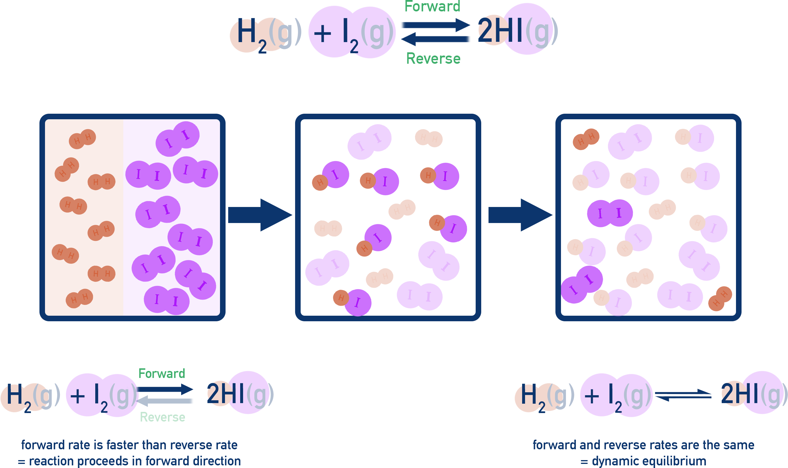 AP Chemistry diagram showing the establishment of equilibrium in the H2 + I2 ⇌ 2HI reaction, with forward and reverse rates balancing over time.
