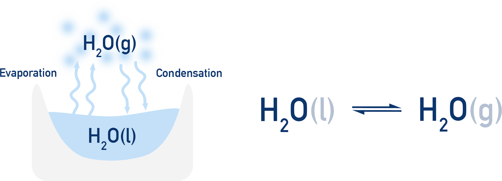 AP Chemistry diagram showing water in dynamic equilibrium between liquid and vapor with evaporation and condensation.