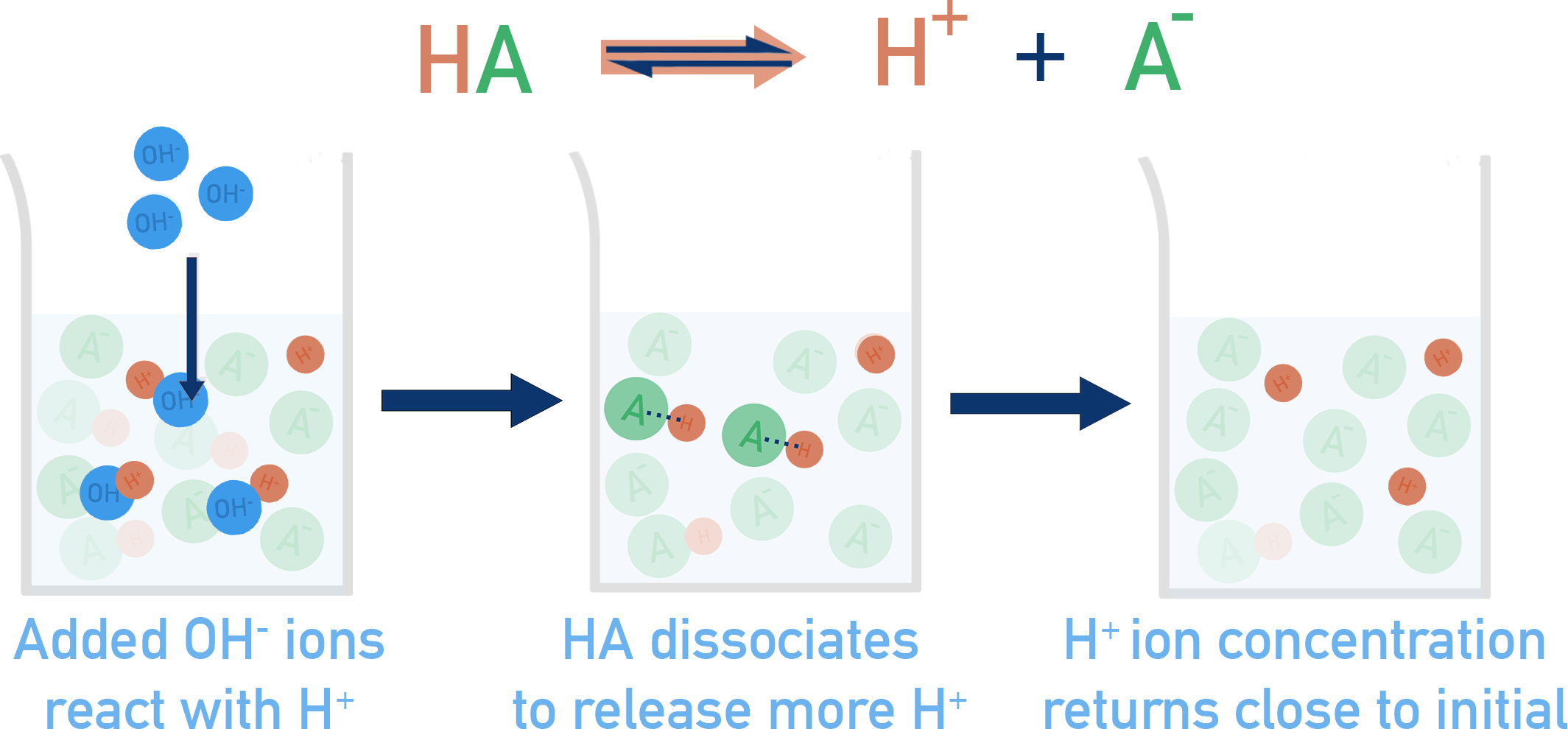 AP Chemistry diagrams showing added OH− reacting with H+ and HA dissociating to restore H+