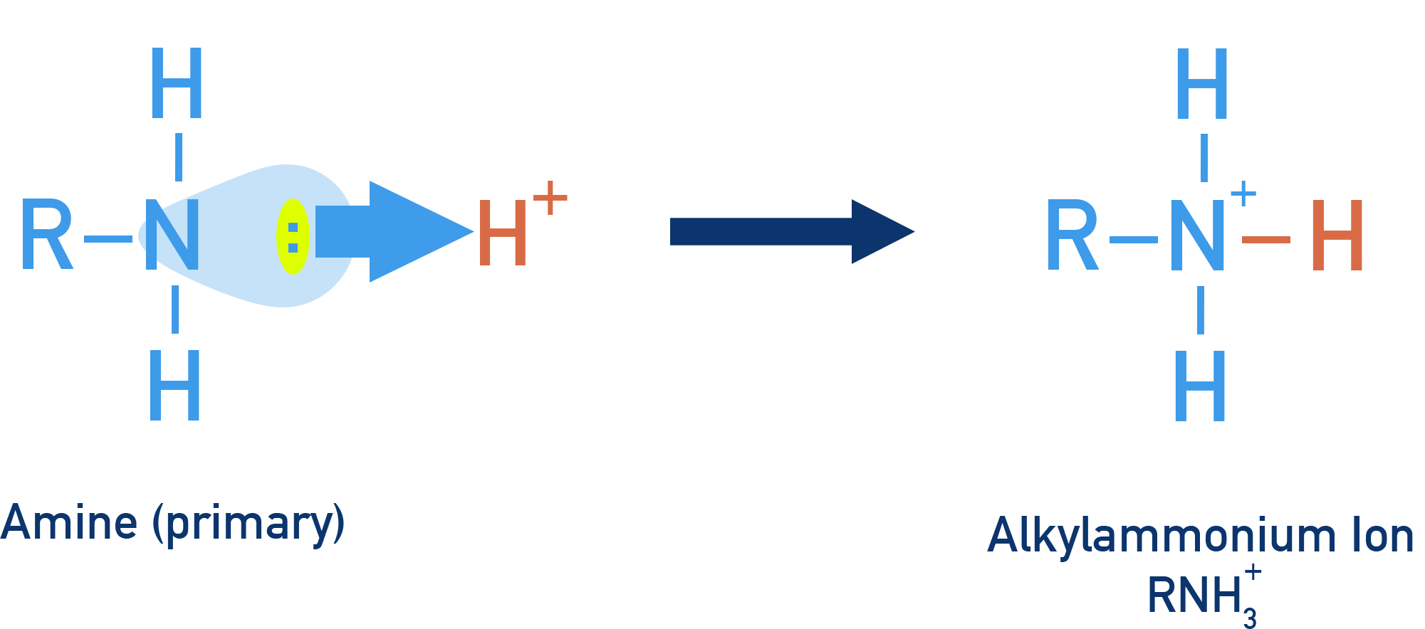 AQA A-Level Chemistry equation showing an amine using its nitrogen lone pair to accept an H+ ion