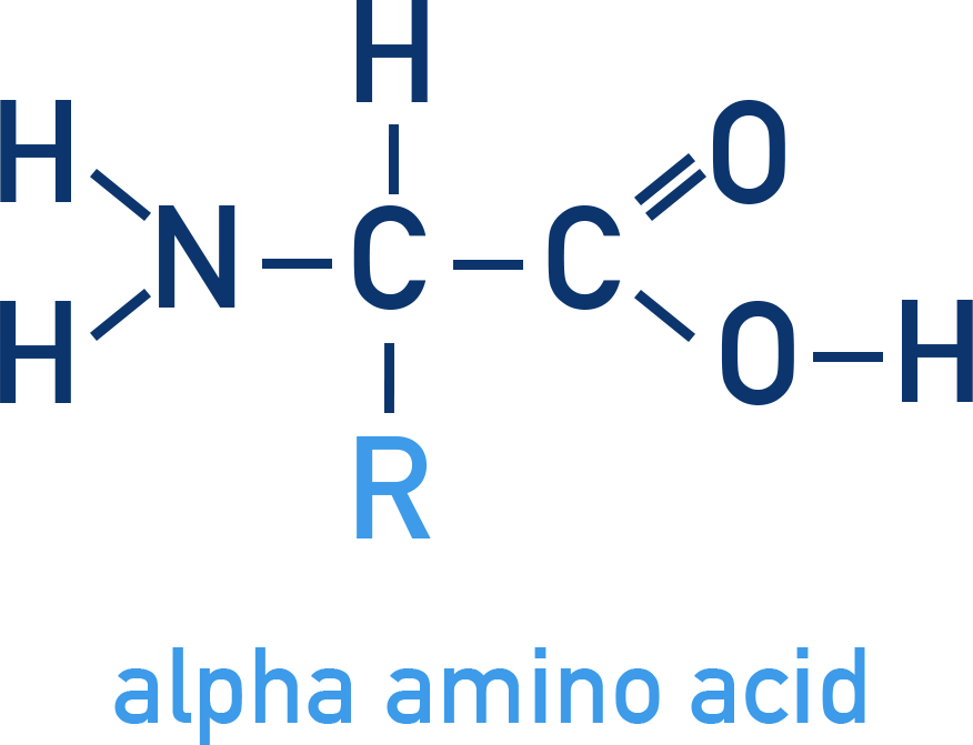 AQA A-Level Chemistry diagram showing the general alpha amino acid structure H2N–CHR–COOH