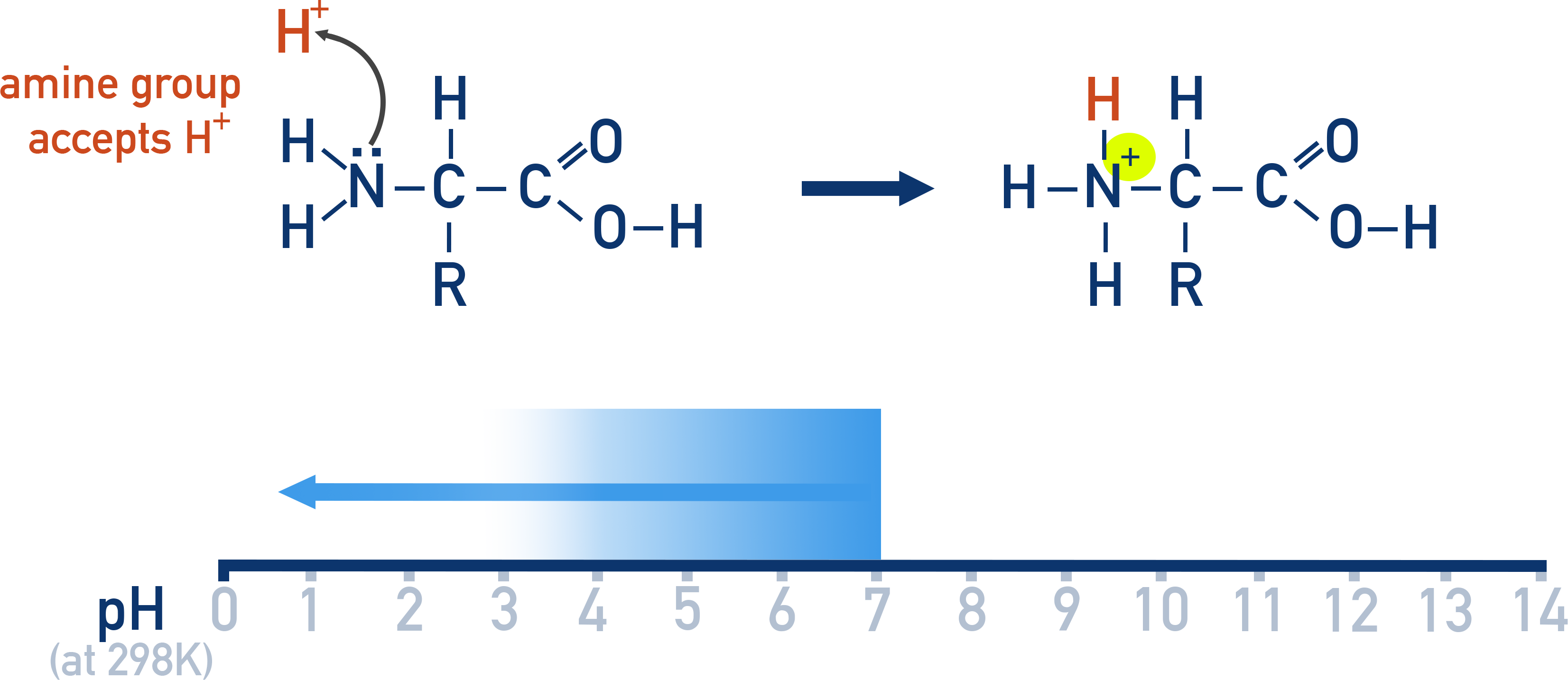 AQA A-Level Chemistry diagram showing amino acid in acidic solution where the amine is protonated to NH3+