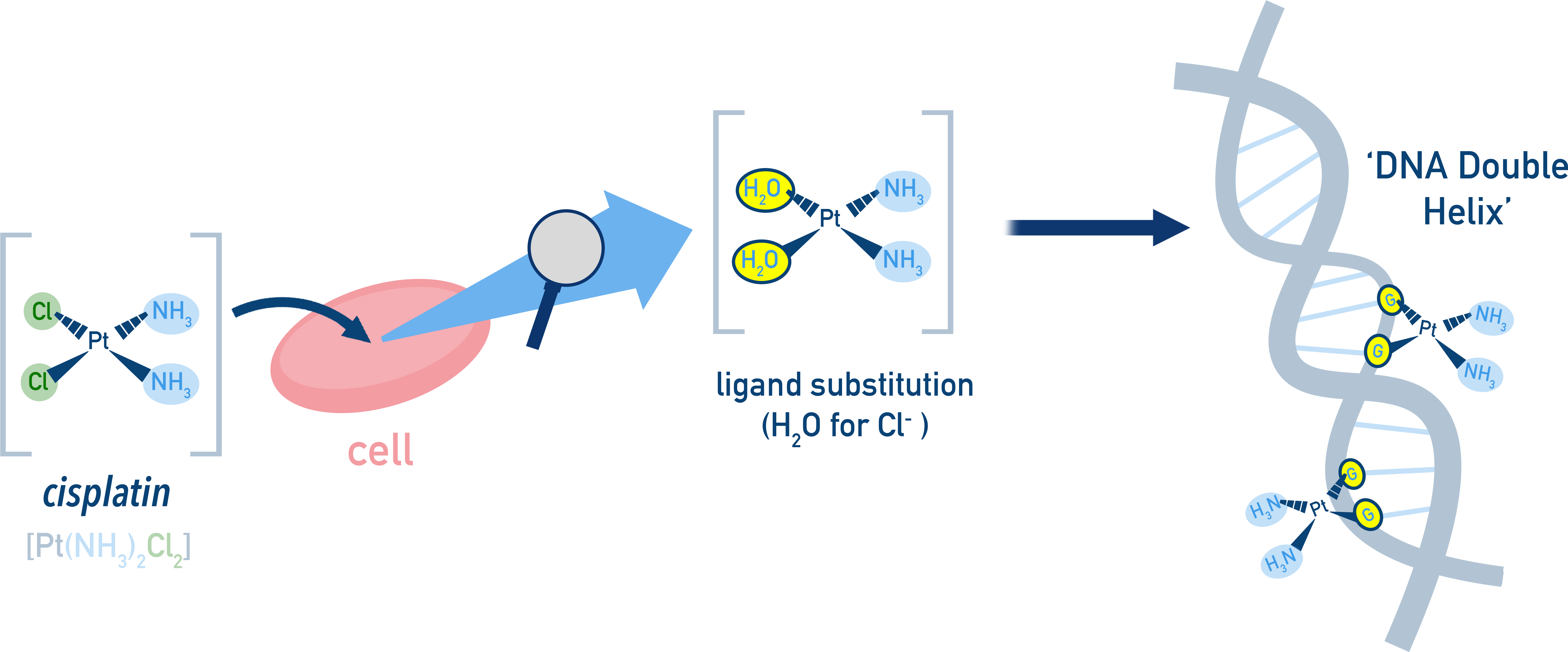 AQA A-Level Chemistry schematic showing cisplatin activation by aquation and approach to DNA
