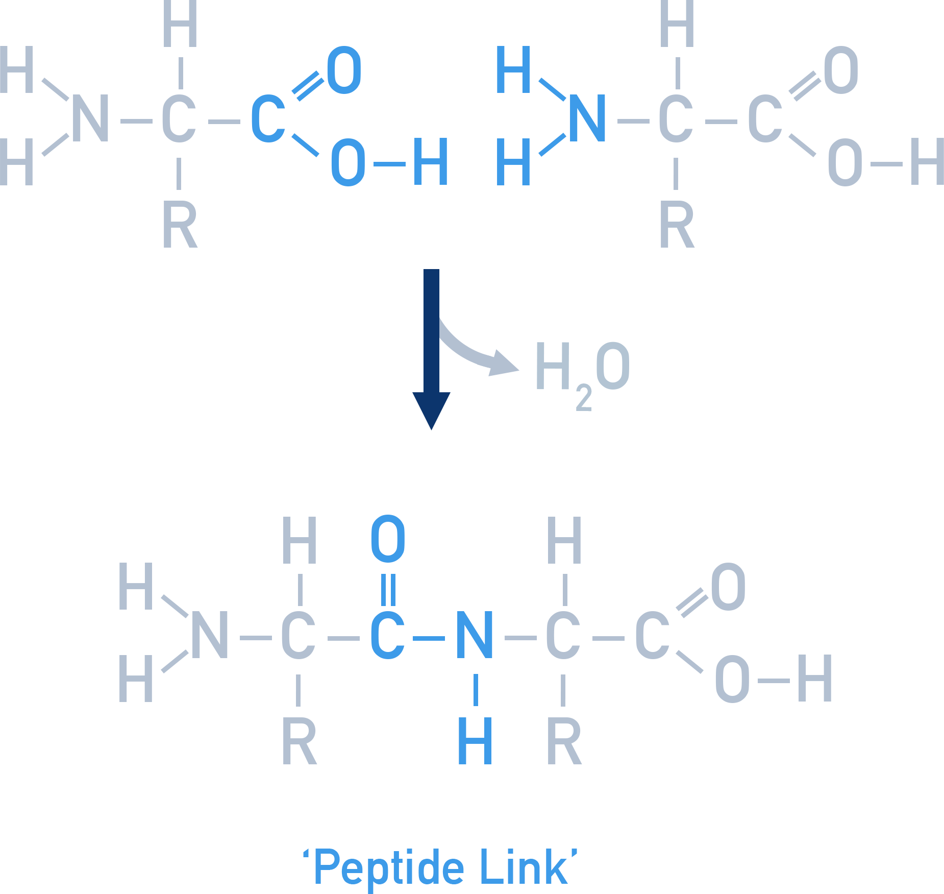 AQA A-Level Chemistry diagram showing two amino acids forming a dipeptide linked by a peptide bond