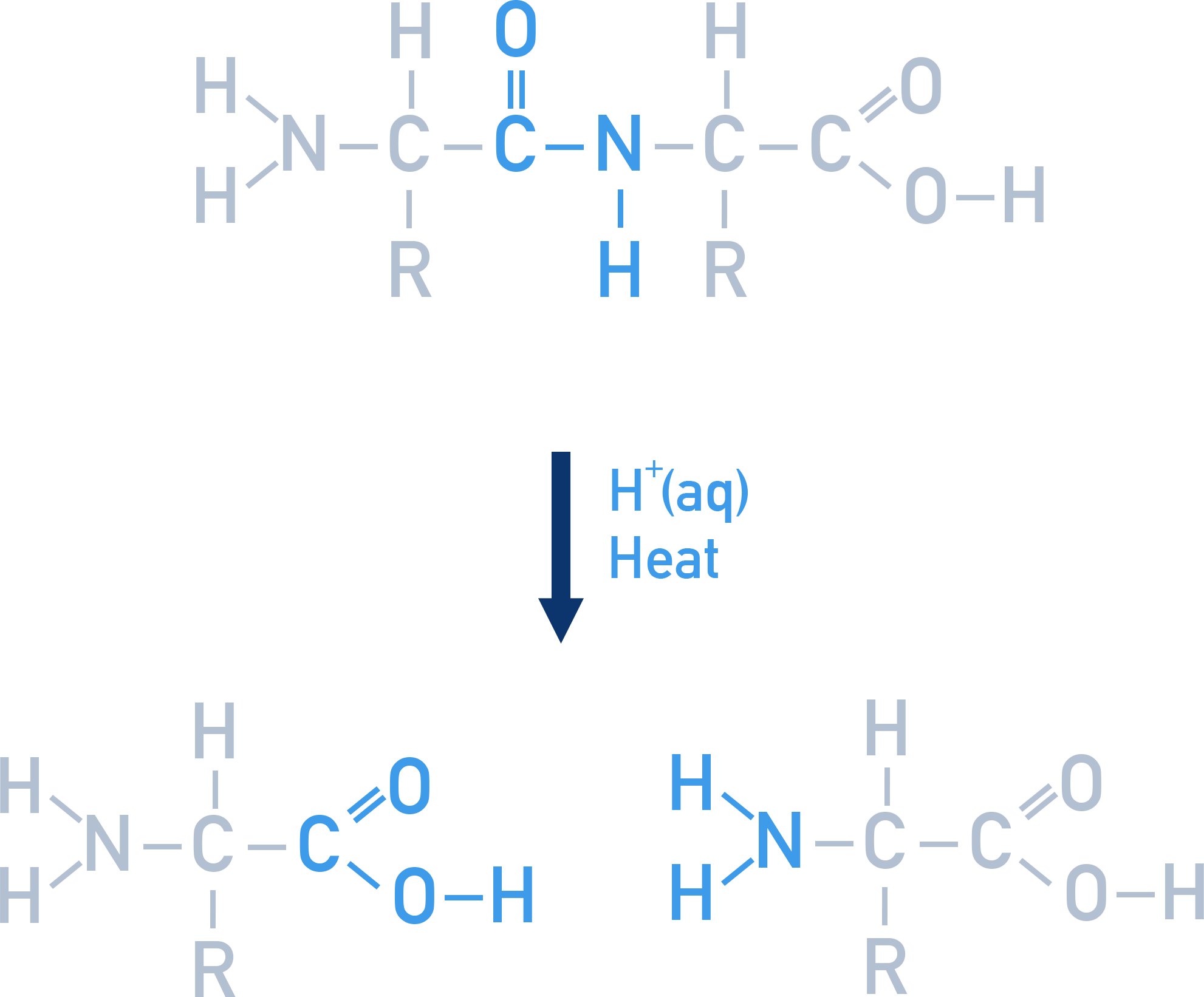 AQA A-Level Chemistry hydrolysis of a peptide bond giving two amino acids