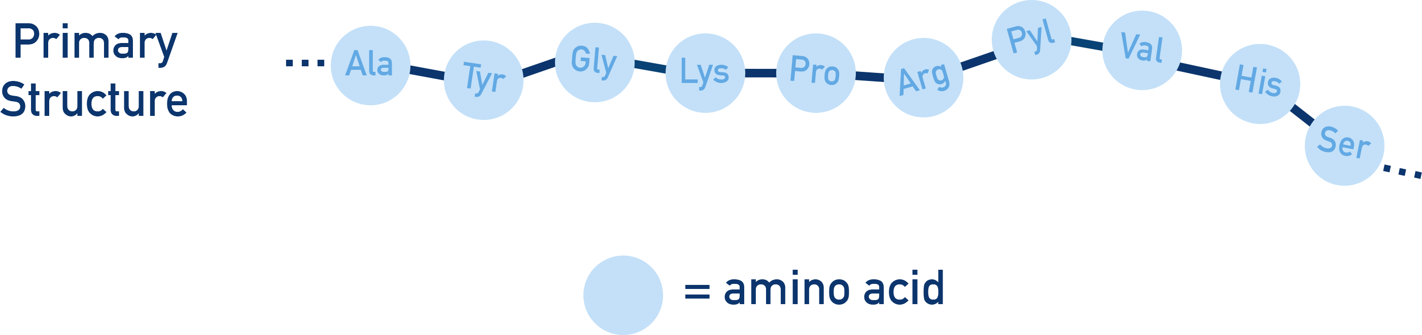 AQA A-Level Chemistry overview of protein structure levels including primary sequence, secondary shapes and tertiary folding