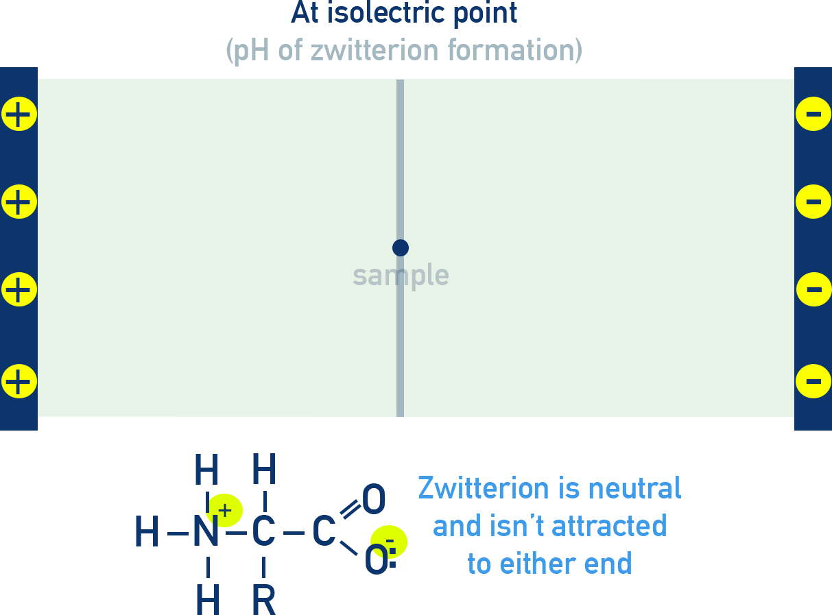 CIE A-Level Chemistry diagram showing amino acid stationary at isoelectric point.
