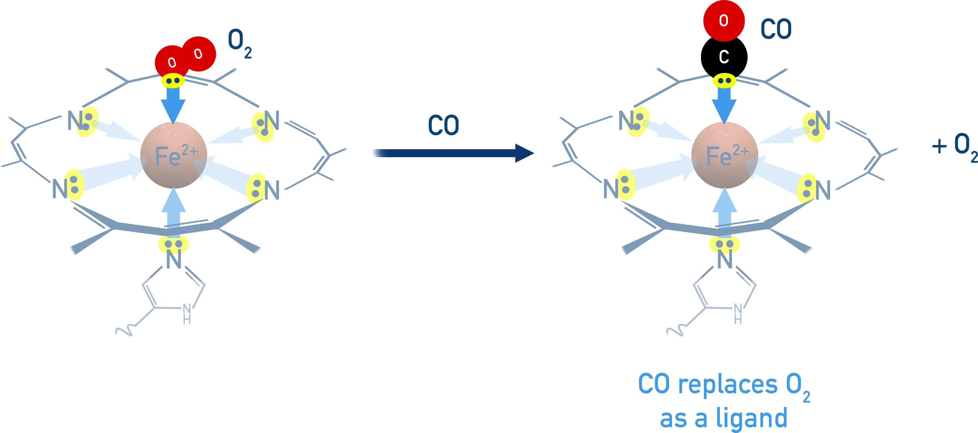 CIE A-Level Chemistry diagram of haem groups with Fe2+ coordinated in haemoglobin.
