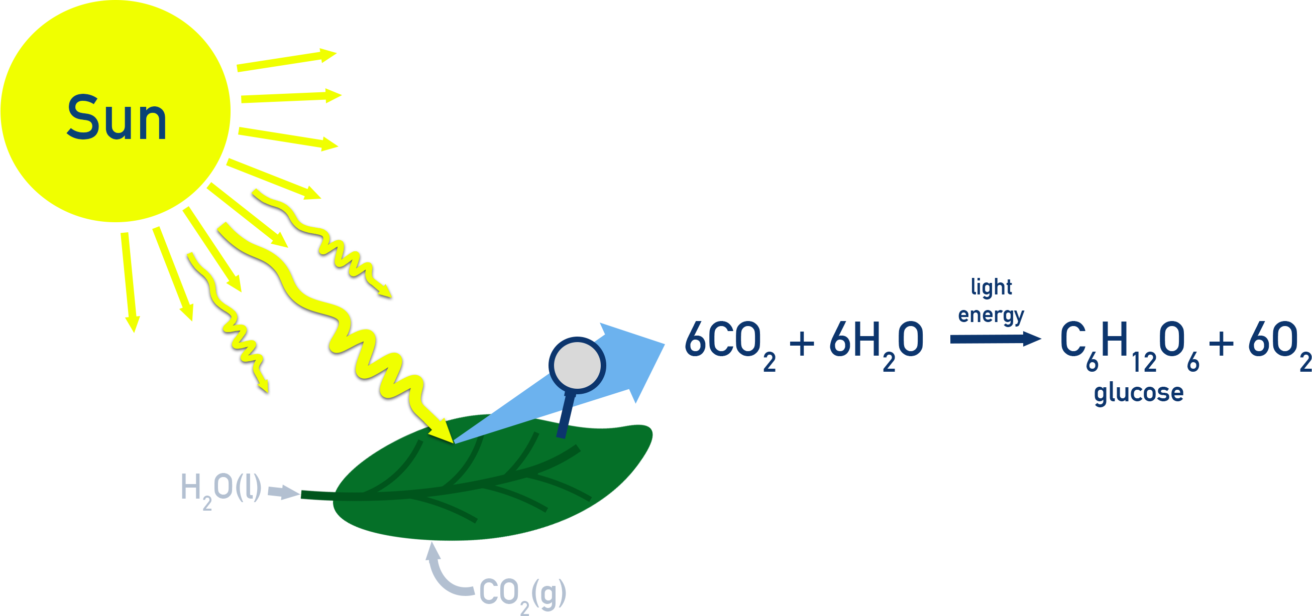 IB Chemistry diagram showing the process of photosynthesis: carbon dioxide and water are converted by sunlight into glucose and oxygen.