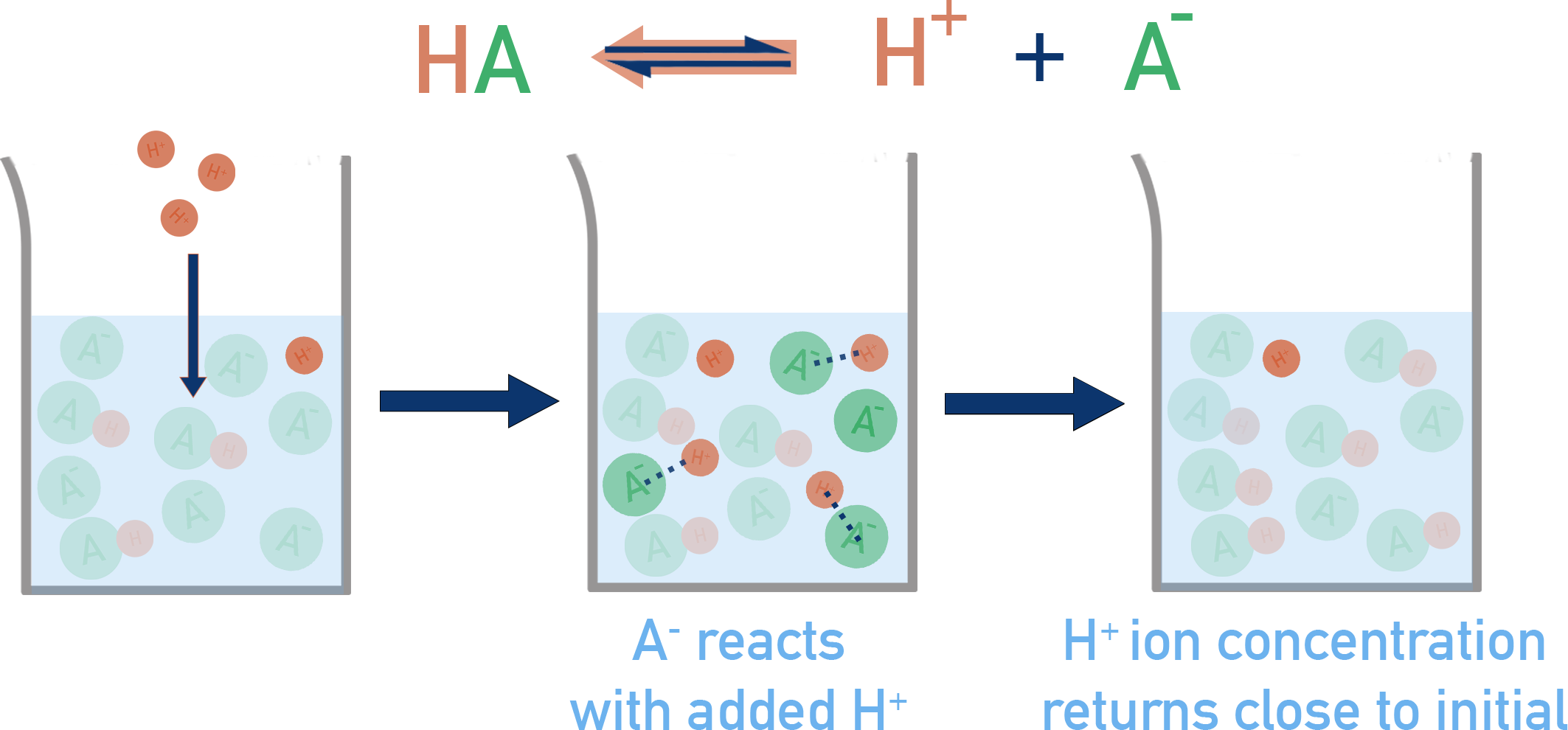 IB HL Chemistry diagram showing A− reacting with added H+ to form HA in an acidic buffer
