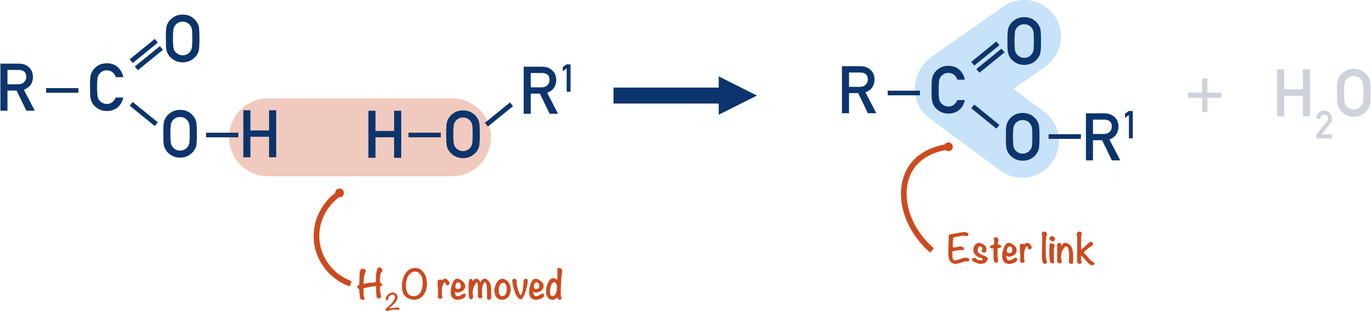 ester link formation condensation reaction
