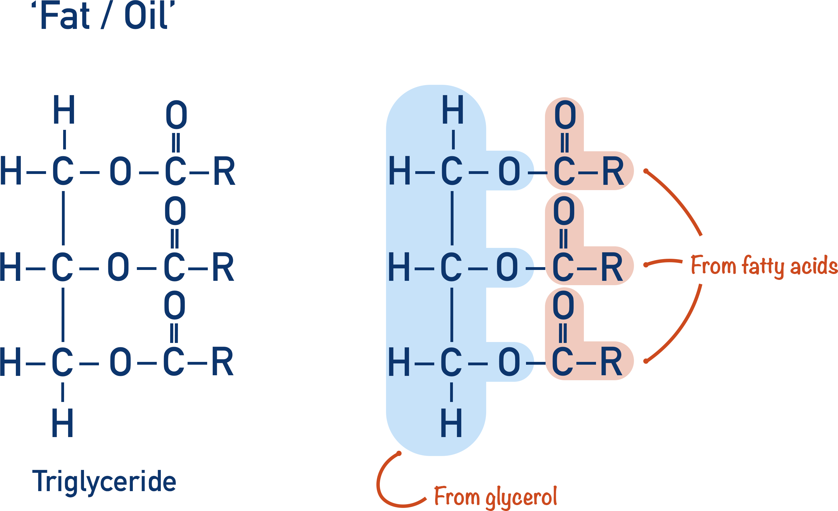 tryglyceride fats oils