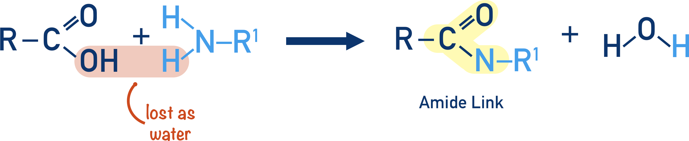 forming amide link between carboxylic acid and amine