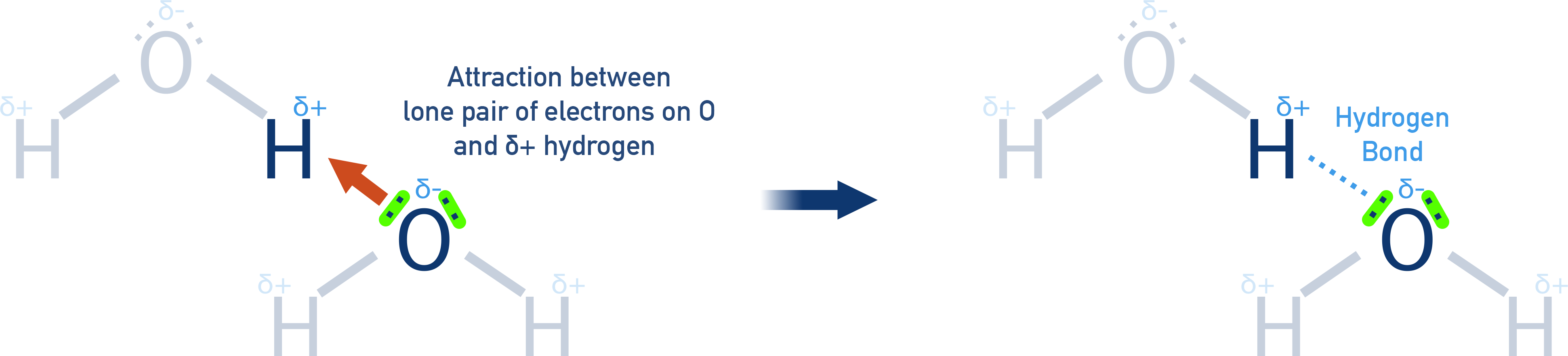 NCERT 11 Chemistry diagram showing hydrogen bonding between a δ⁺ hydrogen attached to O, N, or F and a lone pair on a neighbouring electronegative atom.
