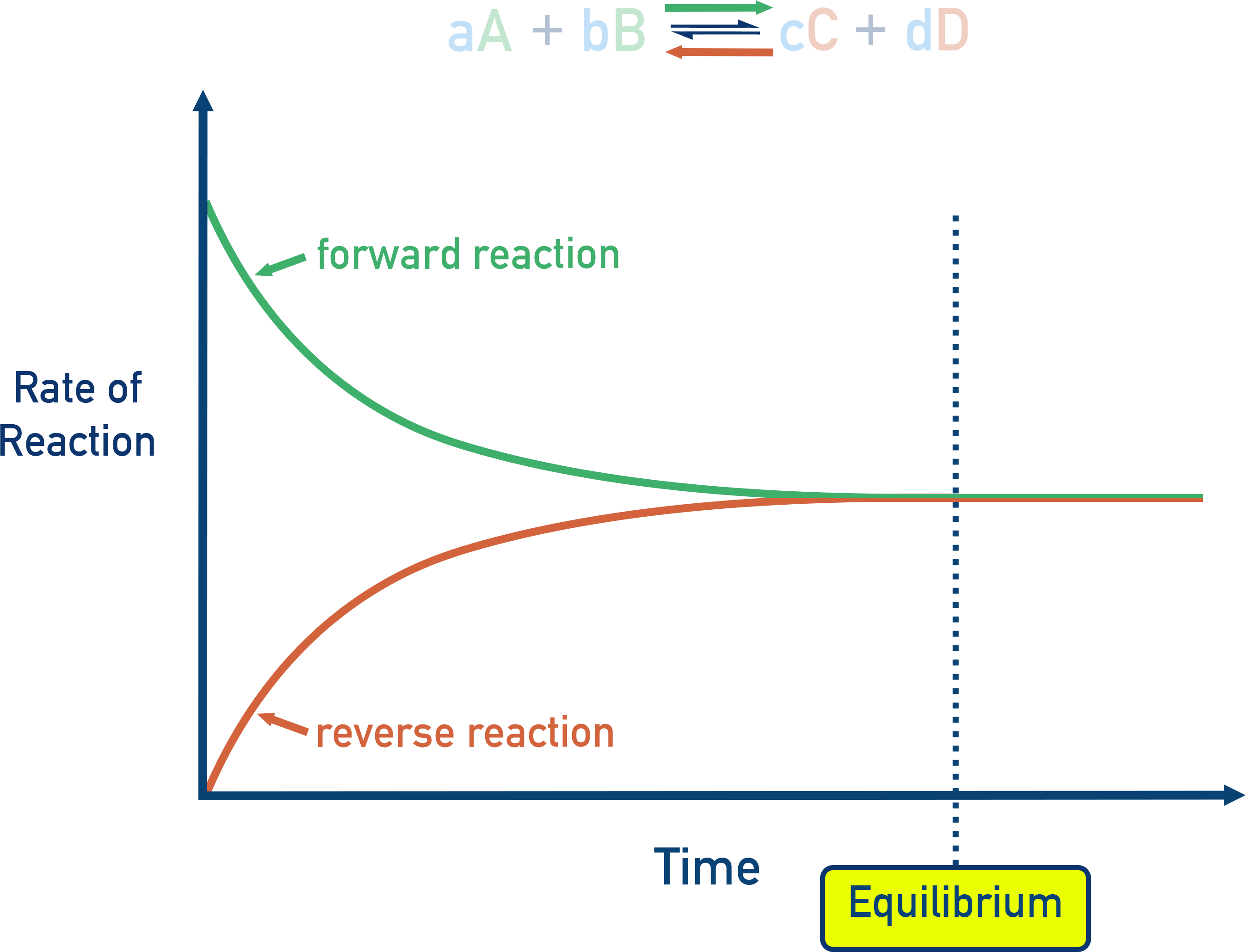 NCERT 11 Chemistry plot of forward and reverse reaction rates versus time showing equal rates at dynamic equilibrium.