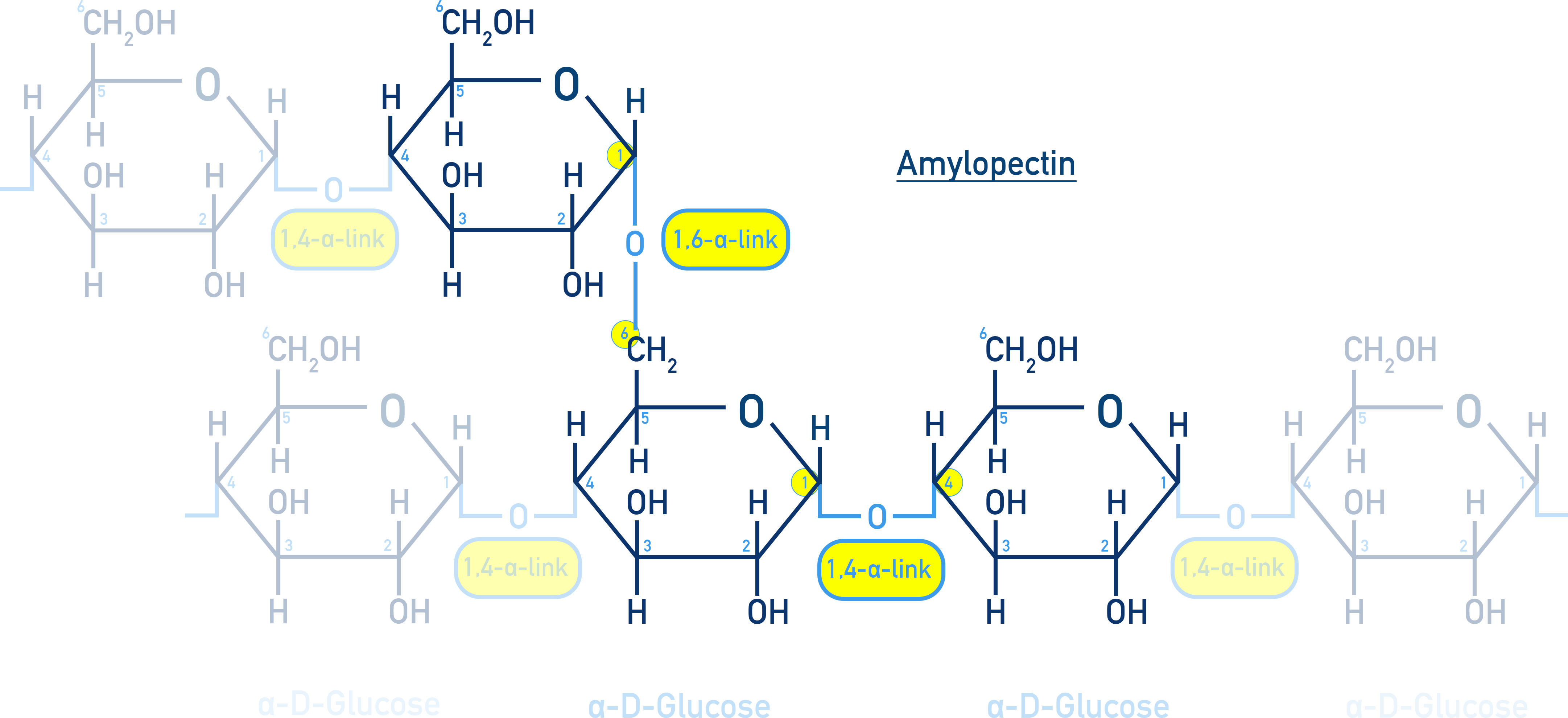 Chemistry NCERT Class 12 Carbohydrates: branched amylopectin showing α(1→4) main chain and α(1→6) branches.