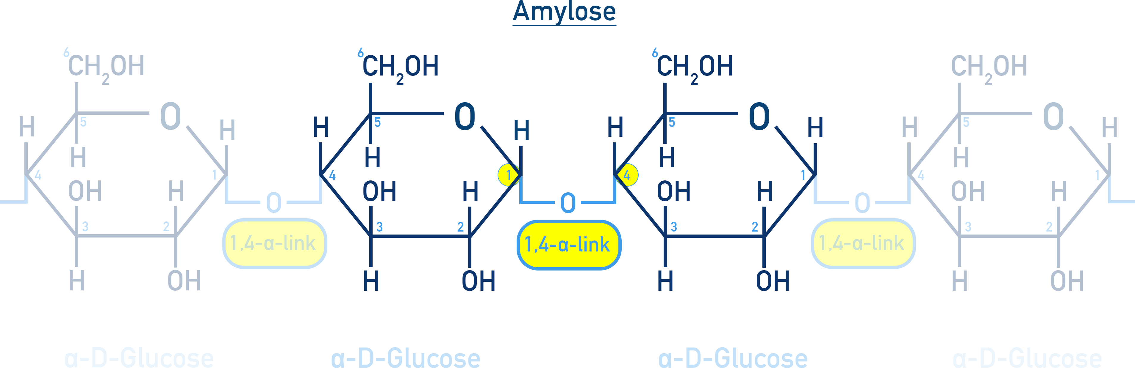 Chemistry NCERT Class 12 Carbohydrates: linear amylose structure with α(1→4) glycosidic bonds.