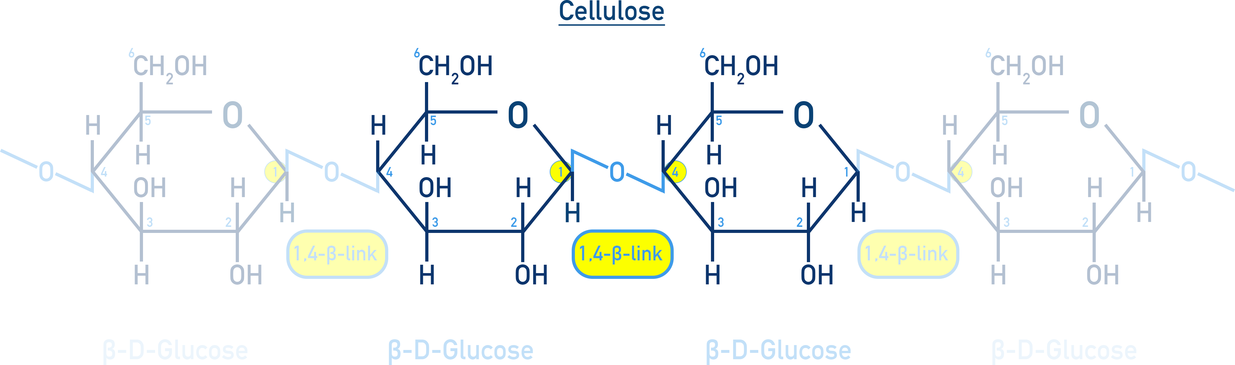 Chemistry NCERT Class 12 Carbohydrates: cellulose as an unbranched polymer of β-D-glucose with β(1→4) linkages.