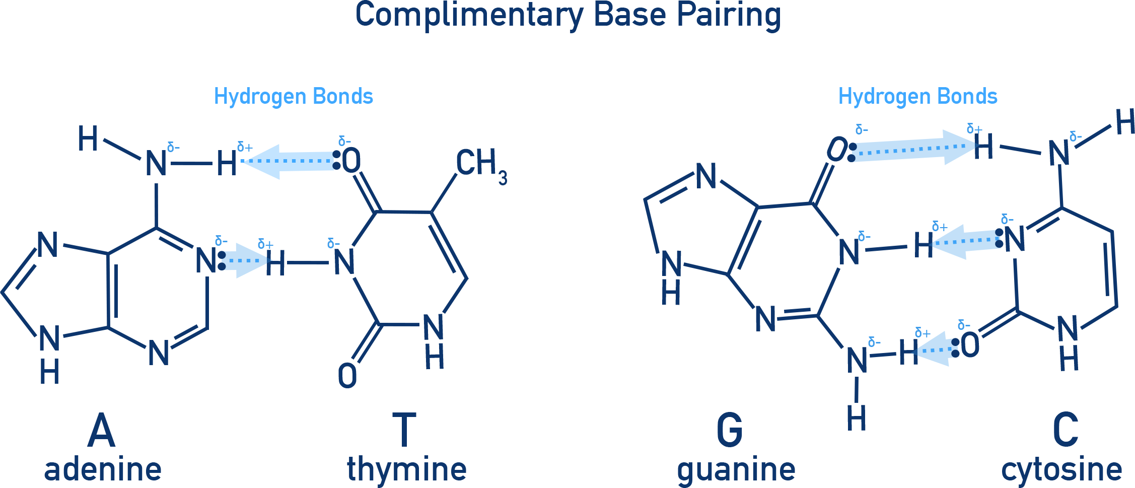 Chemistry NCERT Class 12 figure showing complementary base pairing with A–T having two hydrogen bonds and C–G having three hydrogen bonds.