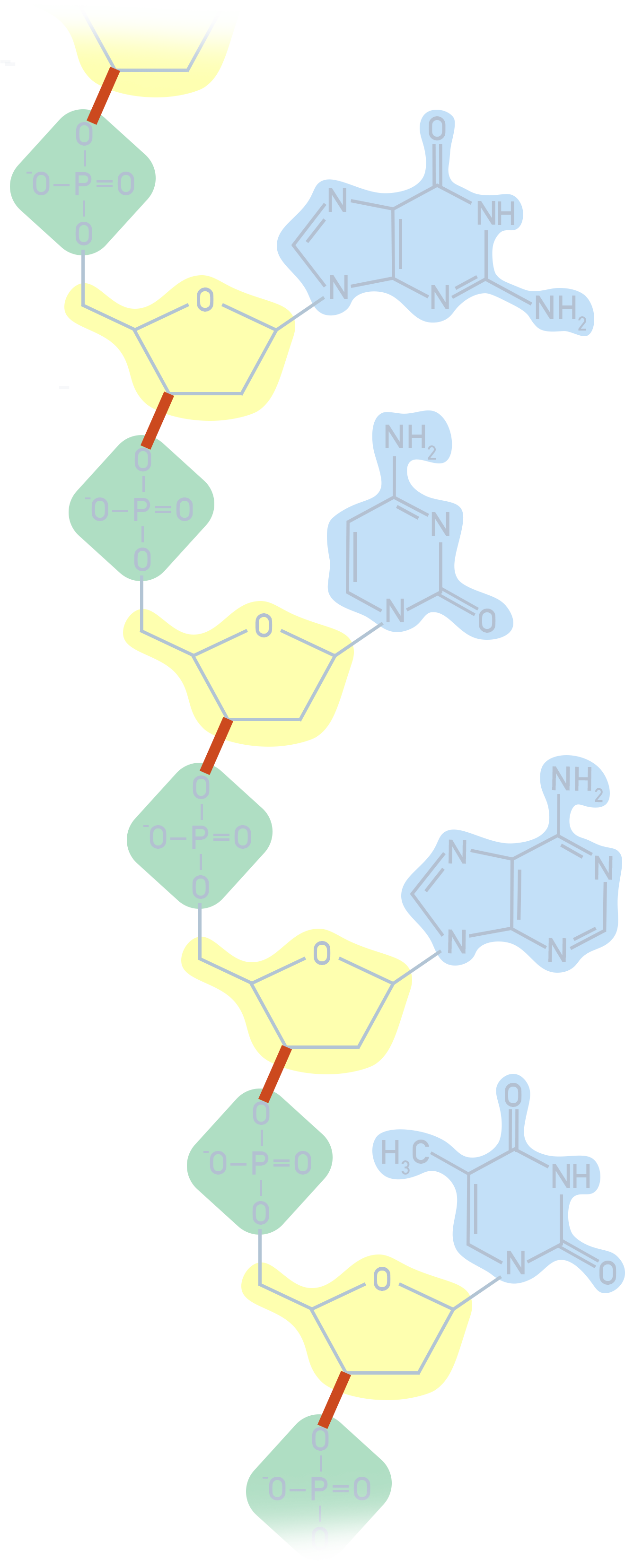 Chemistry NCERT Class 12 image of DNA polynucleotide strand highlighting sugar-phosphate backbone and attached nitrogenous bases.