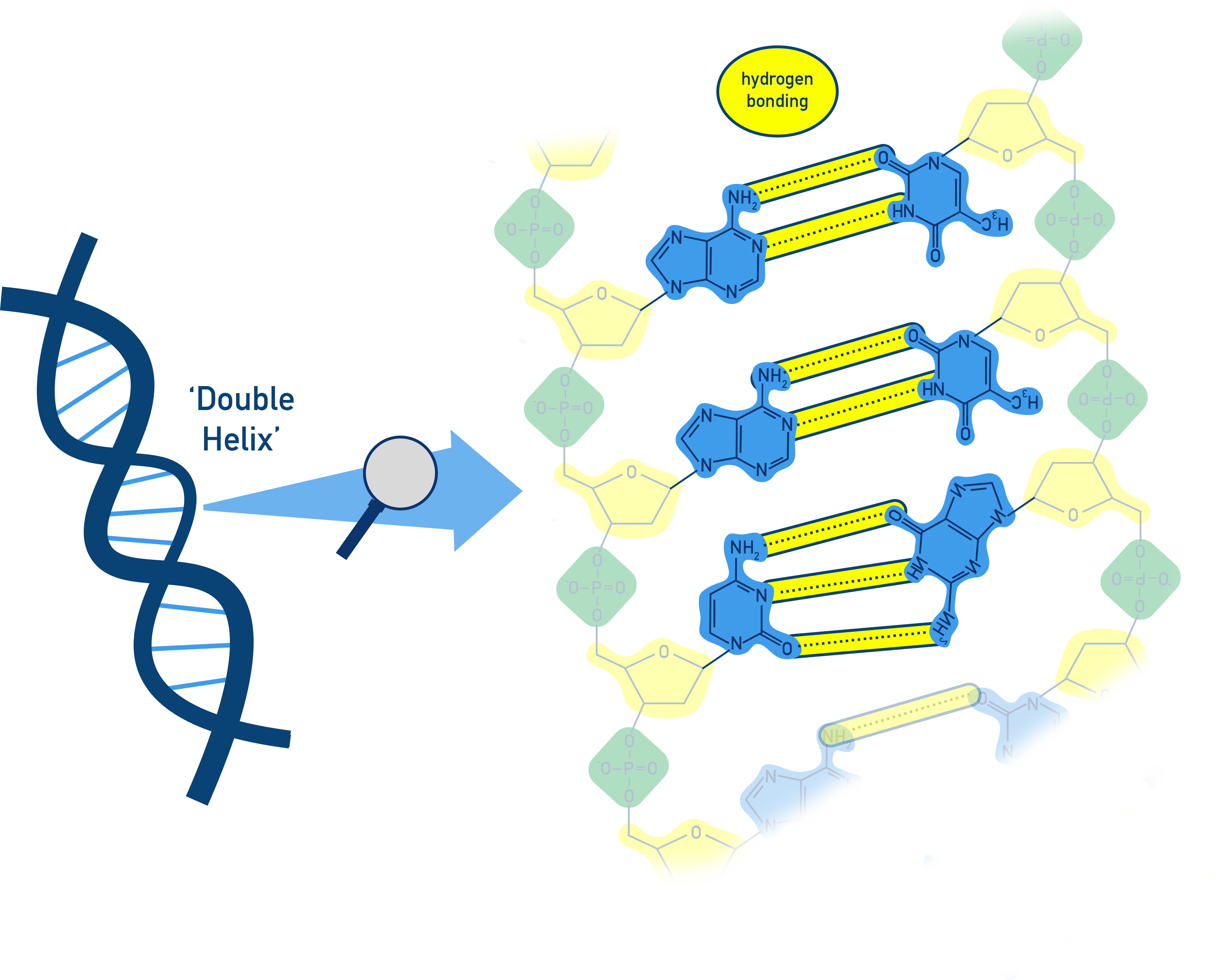 Chemistry NCERT Class 12 diagram of the DNA double helix with antiparallel strands.