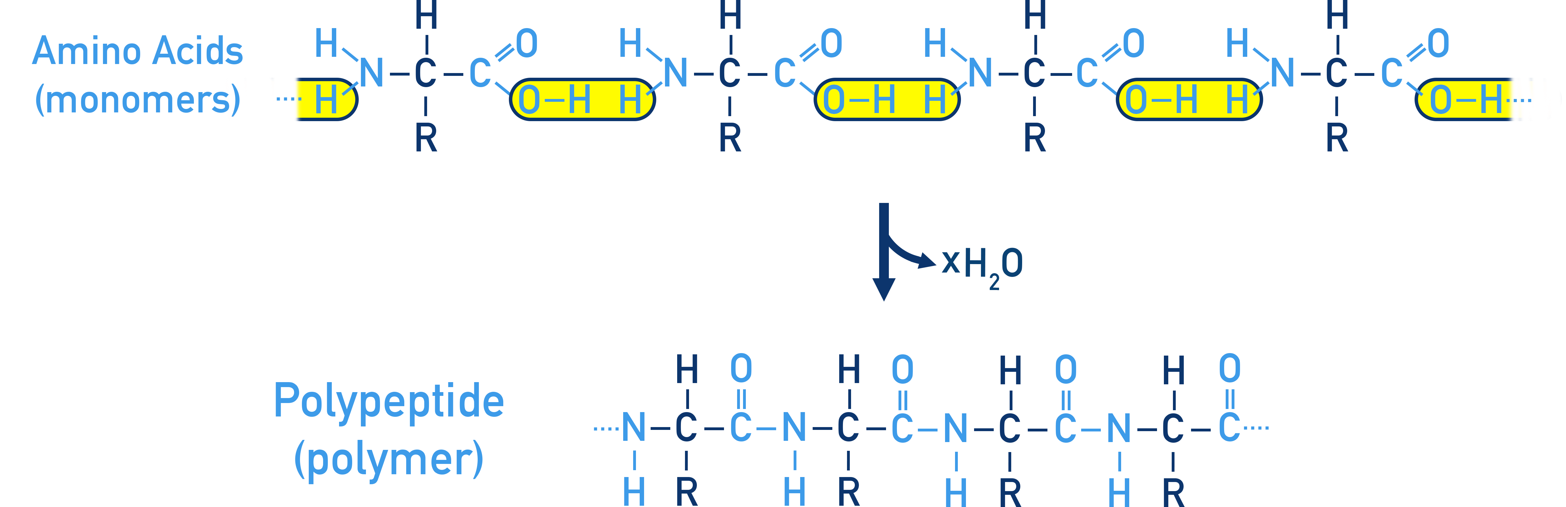 Chemistry Class 12 Biomolecules illustration of peptide polymerisation to form polypeptides and proteins.