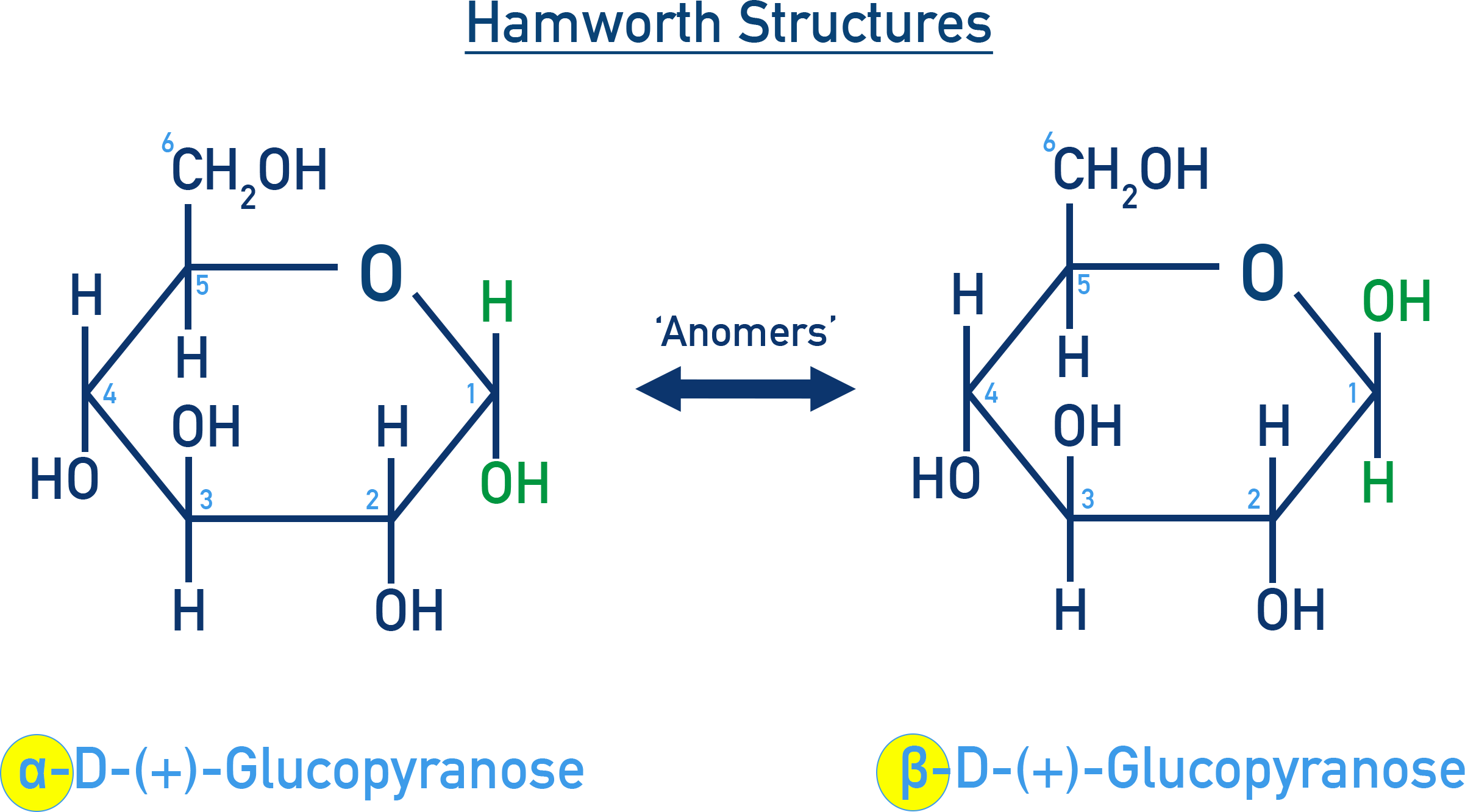 Chemistry NCERT Class 12 Carbohydrates: Haworth projections of α- and β-D-glucose showing anomeric OH orientation.