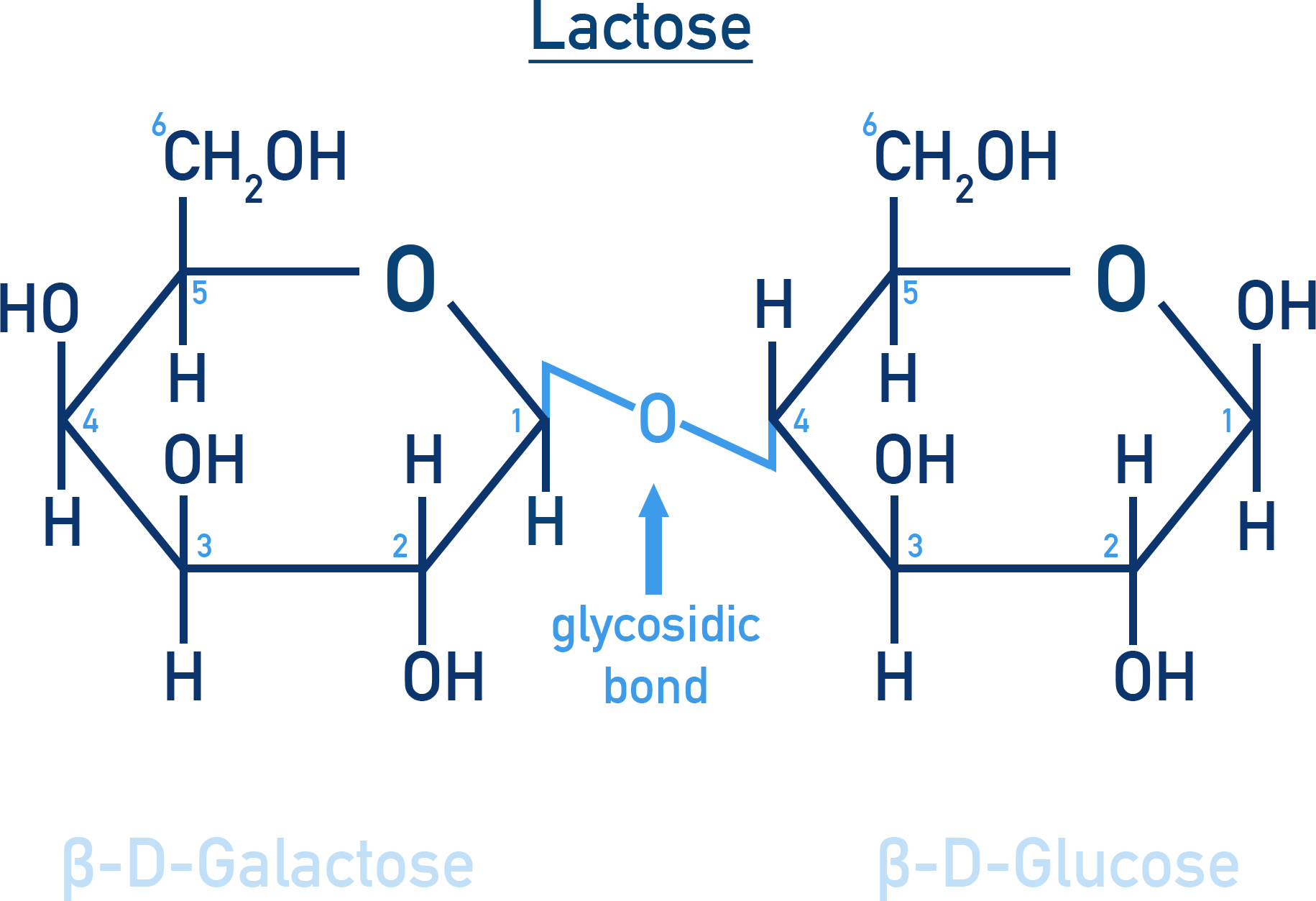 Chemistry NCERT Class 12 Carbohydrates: Haworth depiction of lactose made from β-D-galactose and β-D-glucose with C1→C4 linkage.