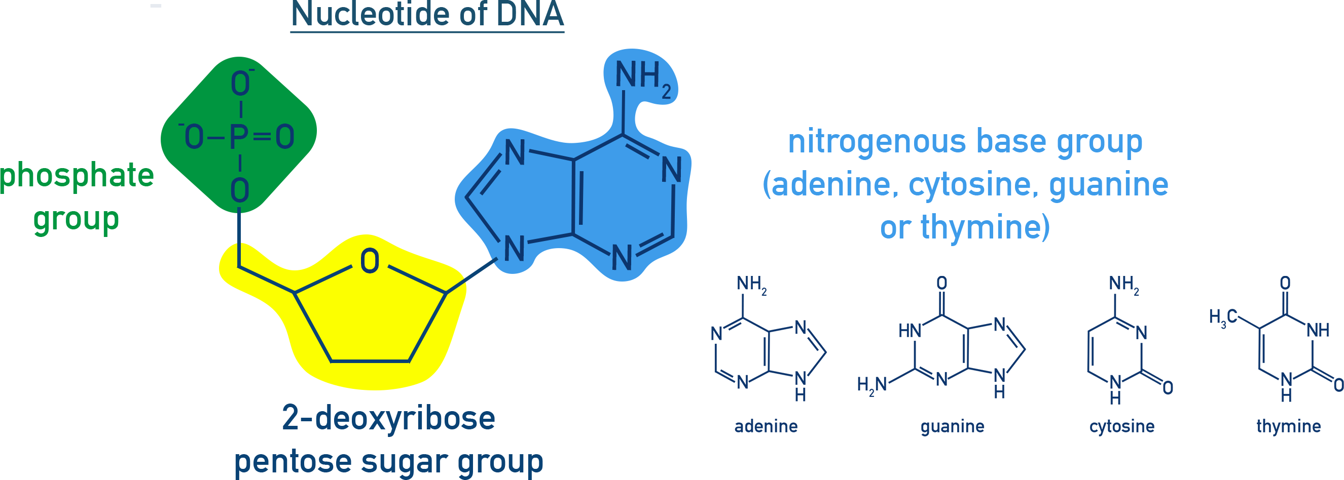 Chemistry NCERT Class 12 diagram showing nucleotide components including phosphate group, pentose sugar, and nitrogenous base for DNA and RNA.