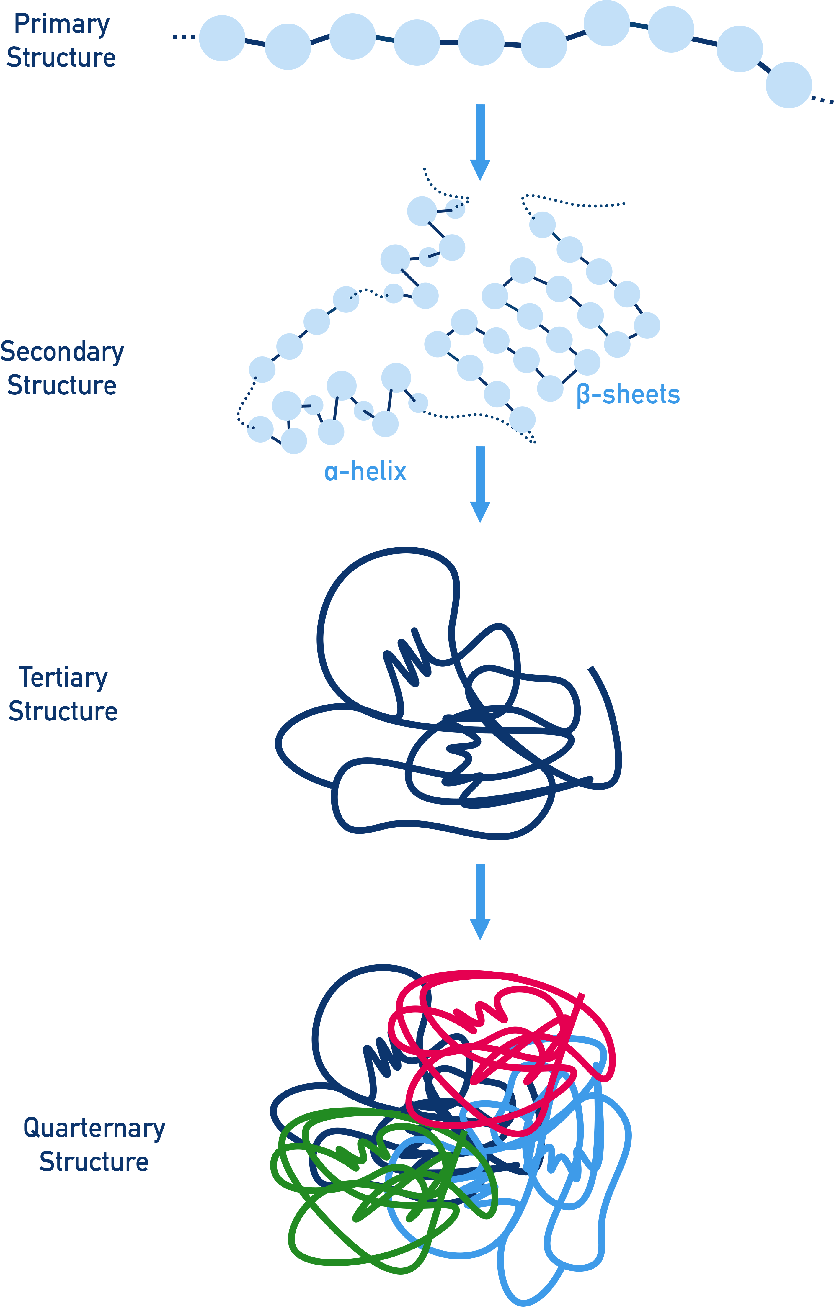 NCERT Chemistry Class 12 Biomolecules illustration of quaternary structure with multiple polypeptide subunits as in haemoglobin.