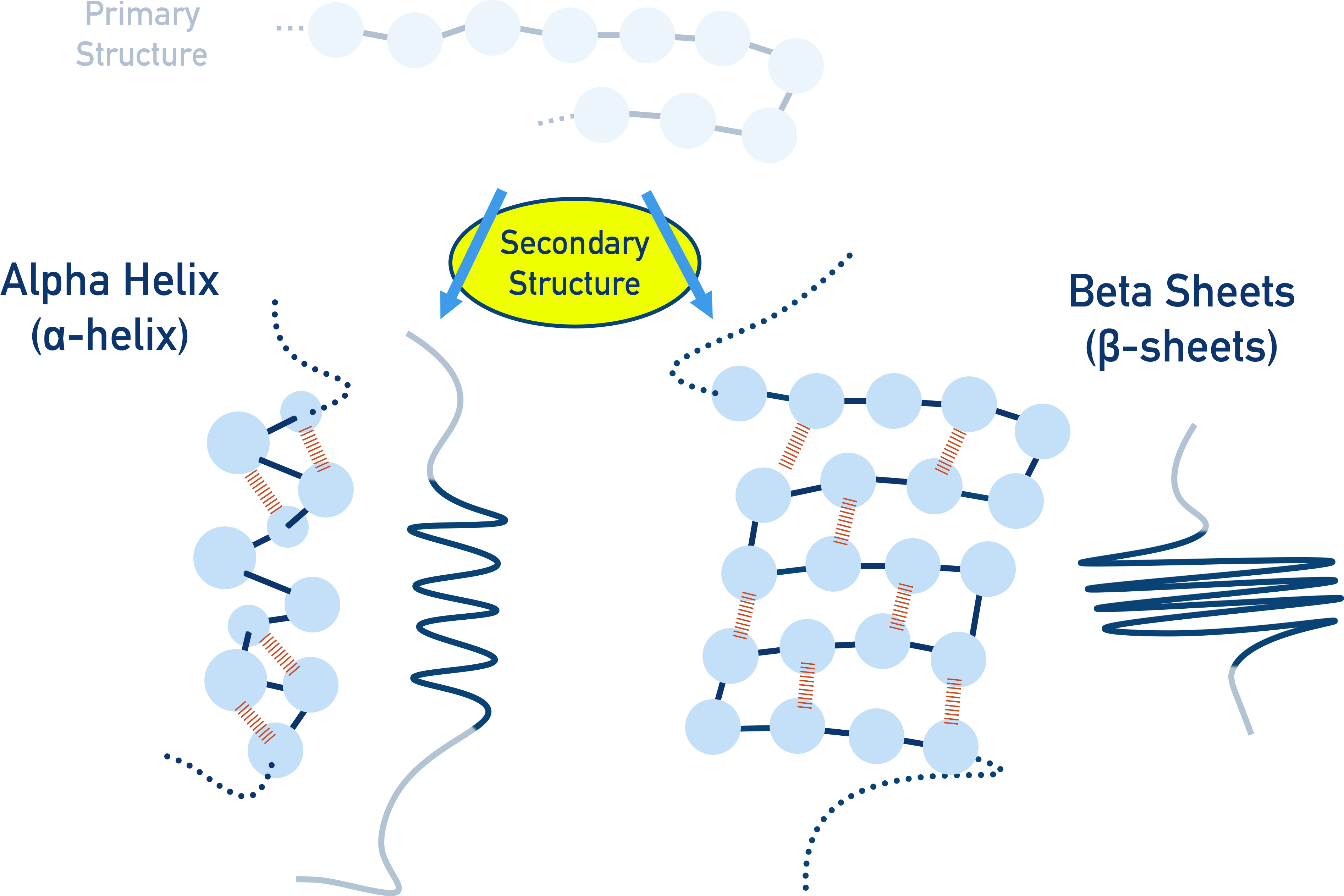 NCERT Chemistry Class 12 Biomolecules diagrams of α-helix and β-pleated sheet secondary structures stabilised by hydrogen bonds.