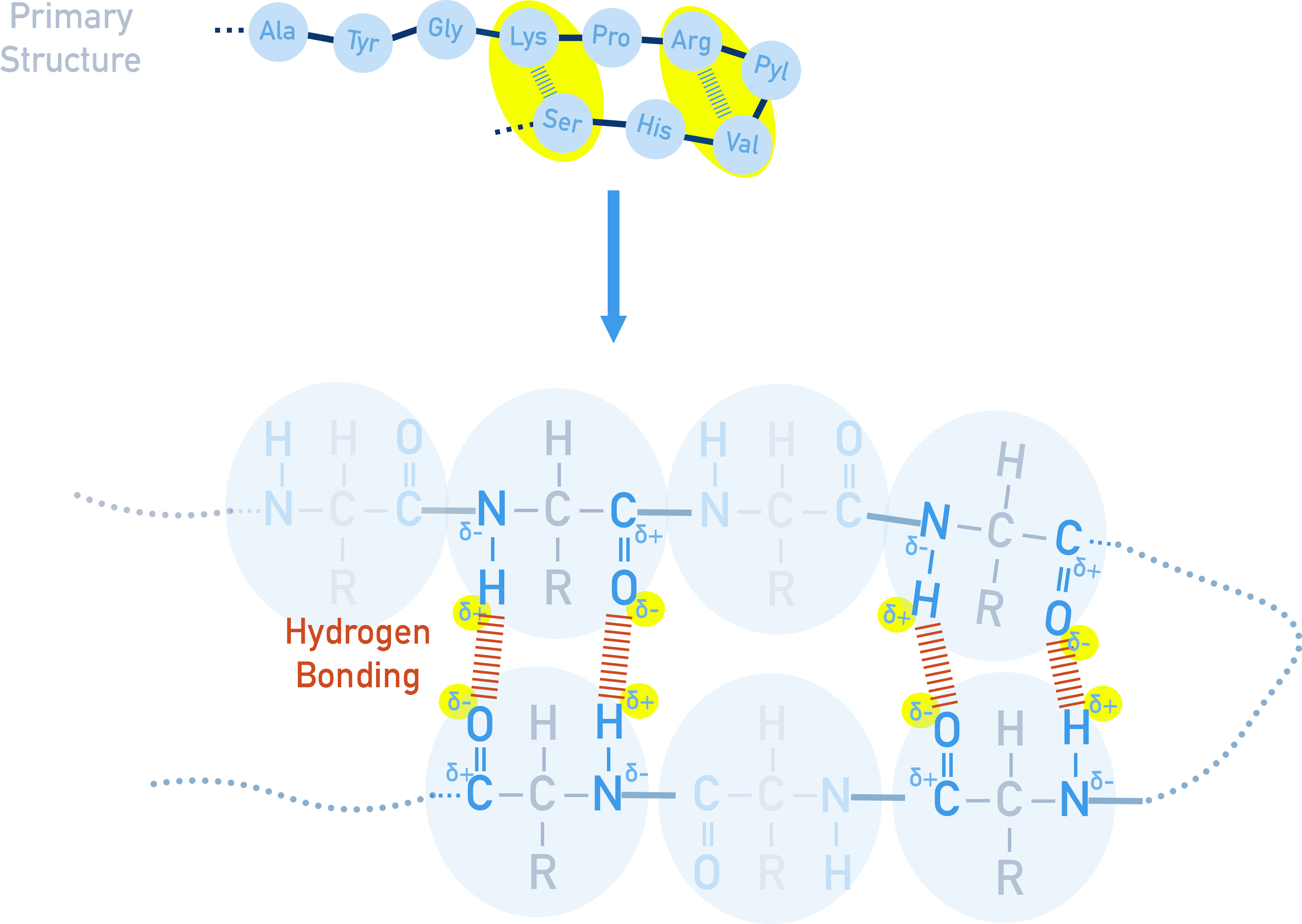 NCERT Chemistry Class 12 Secondary Structure of protein formed by hydrogen bonding between N-H and C=O groups.