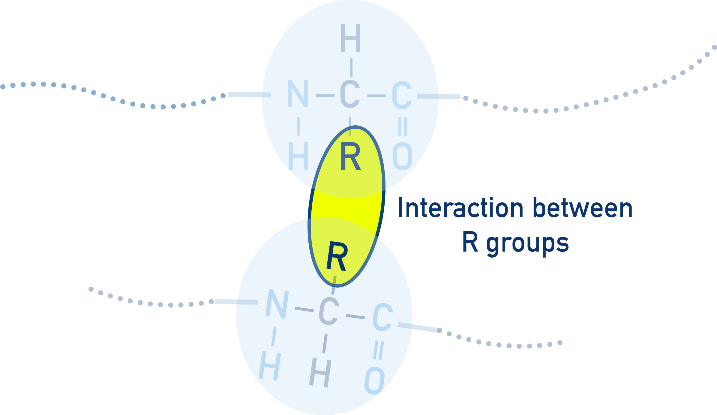 NCERT Chemistry Class 12 Biomolecules representation of tertiary protein folding into a compact 3D shape by R groups interacting together.