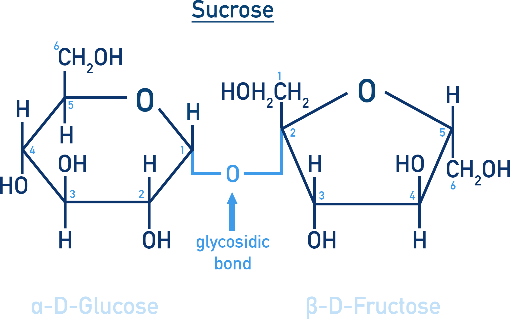 Chemistry NCERT Class 12 Carbohydrates: Haworth depiction of sucrose from α-D-glucose and β-D-fructose with C1–C2 linkage.