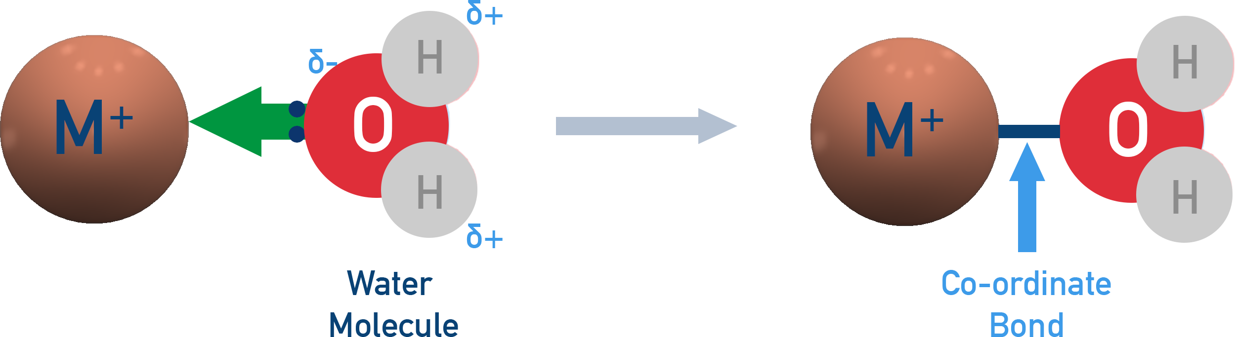 NCERT 12 Chemistry depiction of water acting as a monodentate ligand donating a lone pair to a metal center.