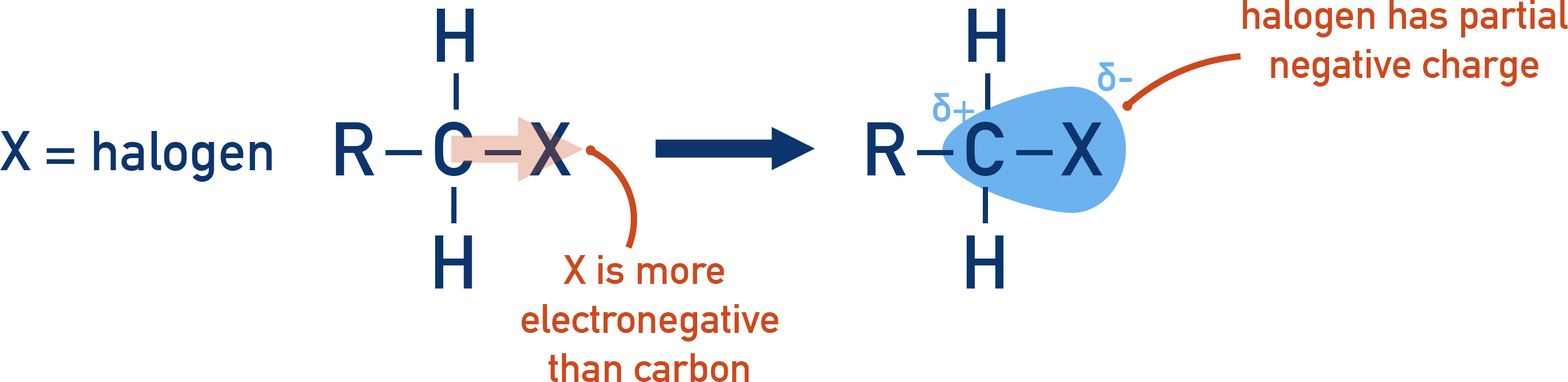 NCERT Chemistry Class 12 — schematic showing polar C–X bond with partial charges δ+ on carbon and δ− on halogen for haloalkanes and haloarenes.