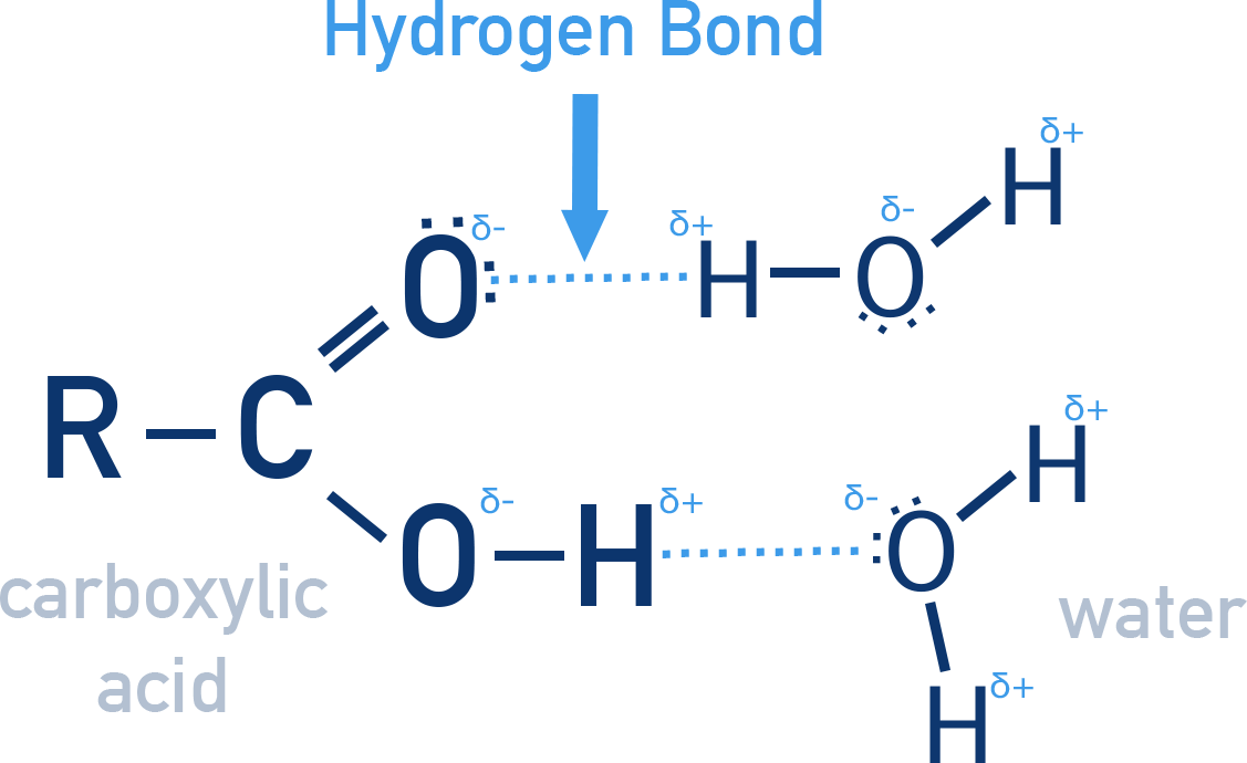 NCERT Class 12 Chemistry image showing hydrogen bonding between a carboxylic acid molecule and water molecules illustrating solubility.