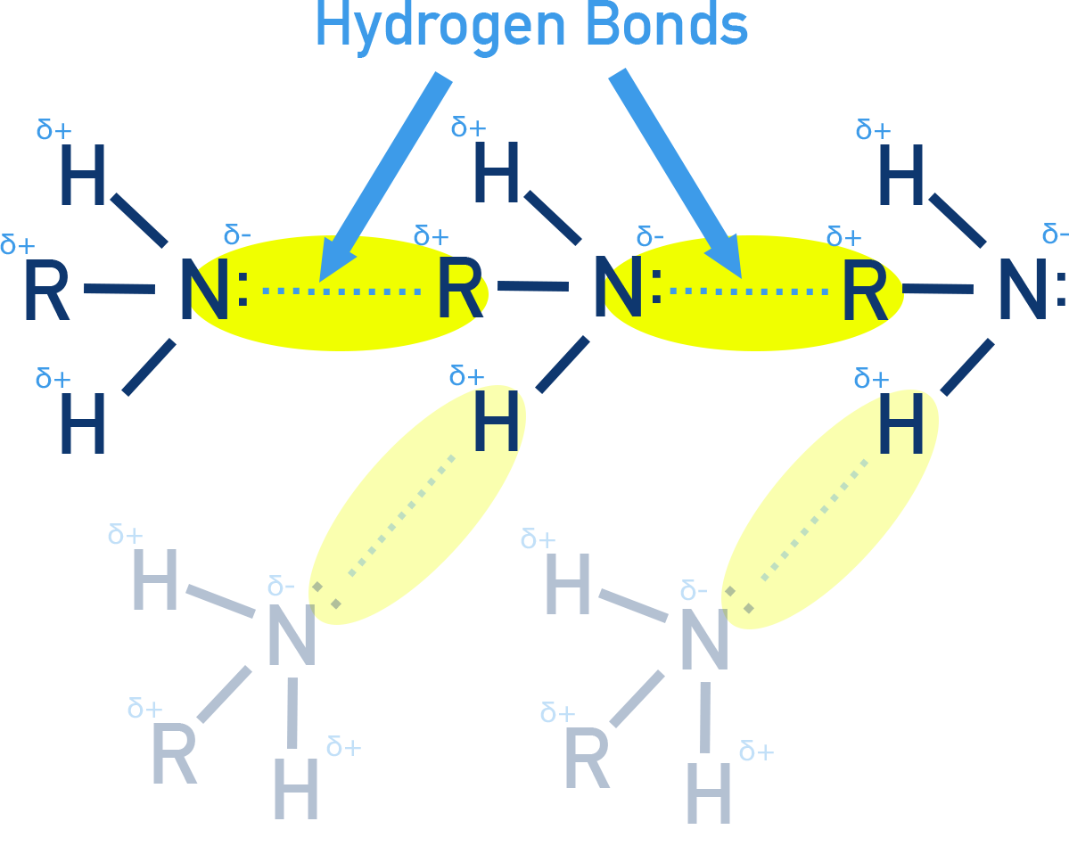 NCERT 12 Chemistry diagram showing hydrogen bonding between primary and secondary amine molecules explaining why boiling points follow primary greater than secondary greater than tertiary.
