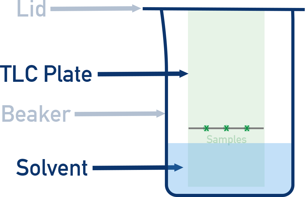 TLC plate in solvent chamber with solvent front rising.